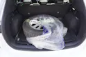 FORD Kuga 2.0 TDCi EcoBlue ST-Line X 4WD